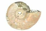 One Side Polished, Pyritized Fossil Ammonite - Russia #174955-1
